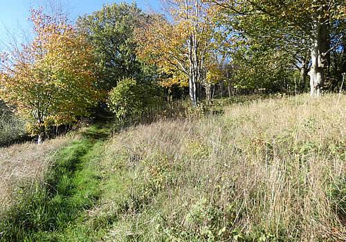 Photo Gallery Image - Coleford Wildlife Bank on a sunny autumn day